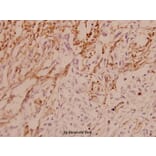 Anti-ASK1 (E960) Antibody from Bioworld Technology (BS1020) - Antibodies.com