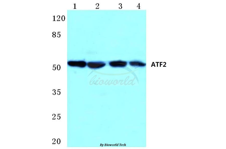 Anti-ATF2 (K106) Antibody from Bioworld Technology (BS1021) - Antibodies.com
