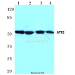 Anti-ATF2 (K106) Antibody from Bioworld Technology (BS1021) - Antibodies.com