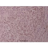 Anti-ATF2 (K106) Antibody from Bioworld Technology (BS1021) - Antibodies.com