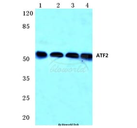 Anti-ATF2 (G56) Antibody from Bioworld Technology (BS1022) - Antibodies.com