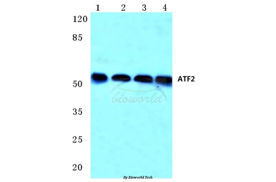 Anti-ATF2 (G56) Antibody from Bioworld Technology (BS1022) - Antibodies.com