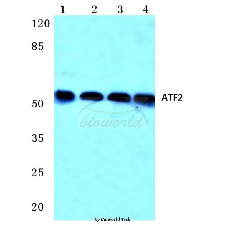 Anti-ATF2 (G56) Antibody from Bioworld Technology (BS1022) - Antibodies.com