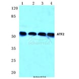 Anti-ATF2 (G56) Antibody from Bioworld Technology (BS1022) - Antibodies.com