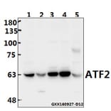 Anti-ATF2 (G56) Antibody from Bioworld Technology (BS1022) - Antibodies.com