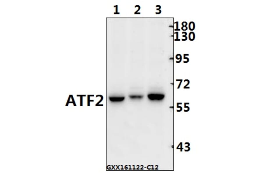Anti-ATF2 (G56) Antibody from Bioworld Technology (BS1022) - Antibodies.com