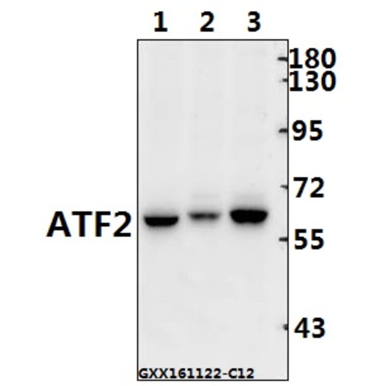Anti-ATF2 (G56) Antibody from Bioworld Technology (BS1022) - Antibodies.com