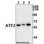 Anti-ATF2 (G56) Antibody from Bioworld Technology (BS1022) - Antibodies.com