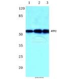 Anti-ATF2 (V63) Antibody from Bioworld Technology (BS1023) - Antibodies.com
