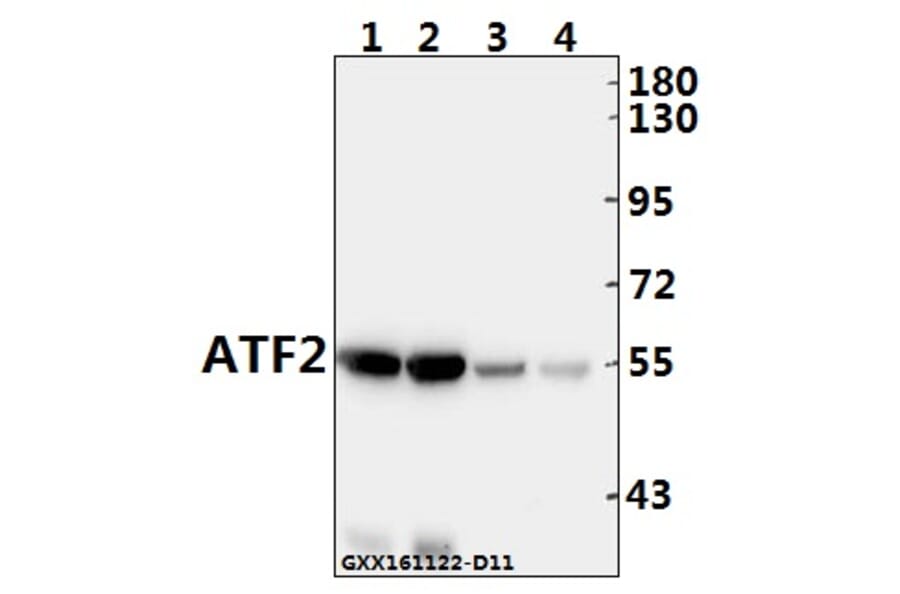 Anti-ATF2 (V65) Antibody from Bioworld Technology (BS1024) - Antibodies.com