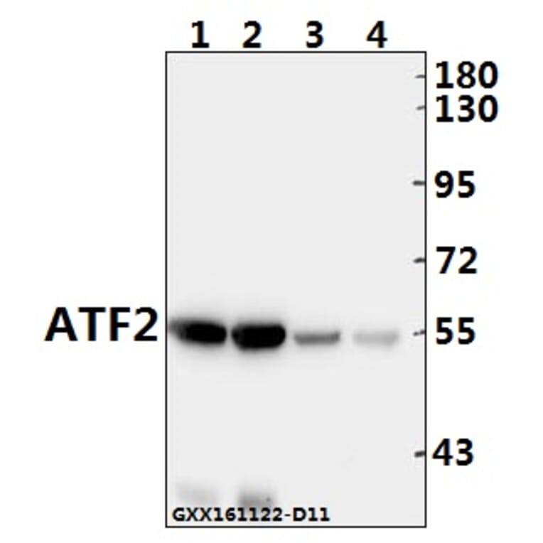 Anti-ATF2 (V65) Antibody from Bioworld Technology (BS1024) - Antibodies.com