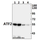Anti-ATF2 (V65) Antibody from Bioworld Technology (BS1024) - Antibodies.com