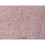 Anti-ATF2 (V65) Antibody from Bioworld Technology (BS1024) - Antibodies.com