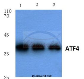 Anti-ATF4 (R239) Antibody from Bioworld Technology (BS1026) - Antibodies.com