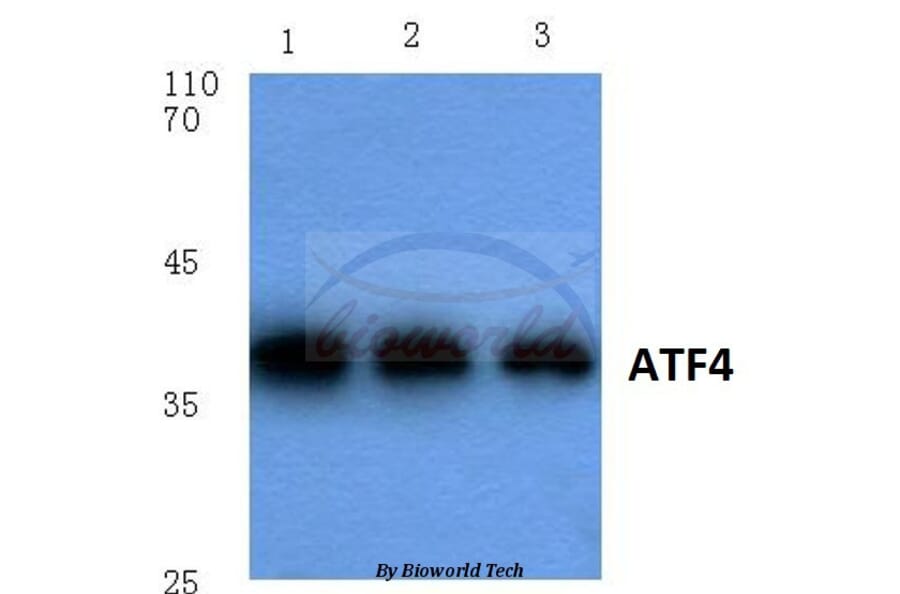 Anti-ATF4 (R239) Antibody from Bioworld Technology (BS1026) - Antibodies.com
