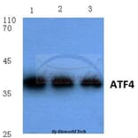 Anti-ATF4 (R239) Antibody from Bioworld Technology (BS1026) - Antibodies.com