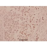 Anti-ATF4 (R239) Antibody from Bioworld Technology (BS1026) - Antibodies.com