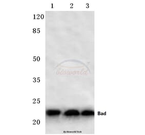 Anti-Bad (F130) Antibody from Bioworld Technology (BS1027) - Antibodies.com