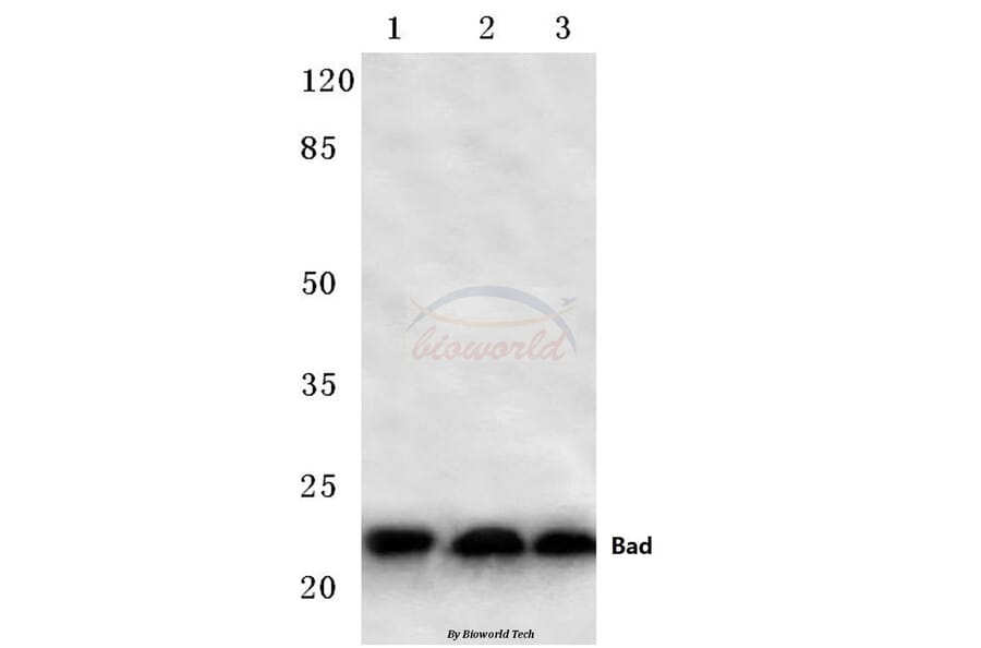 Anti-Bad (F130) Antibody from Bioworld Technology (BS1027) - Antibodies.com
