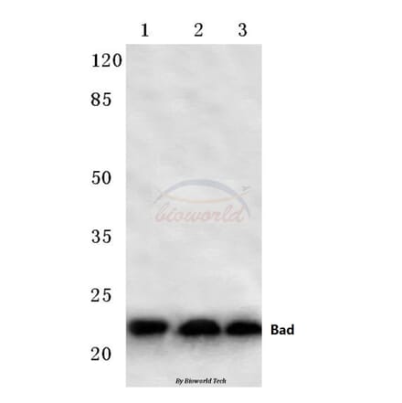Anti-Bad (F130) Antibody from Bioworld Technology (BS1027) - Antibodies.com