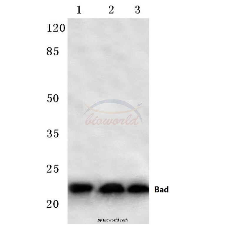 Anti-Bad (F130) Antibody from Bioworld Technology (BS1027) - Antibodies.com