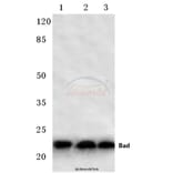Anti-Bad (F130) Antibody from Bioworld Technology (BS1027) - Antibodies.com