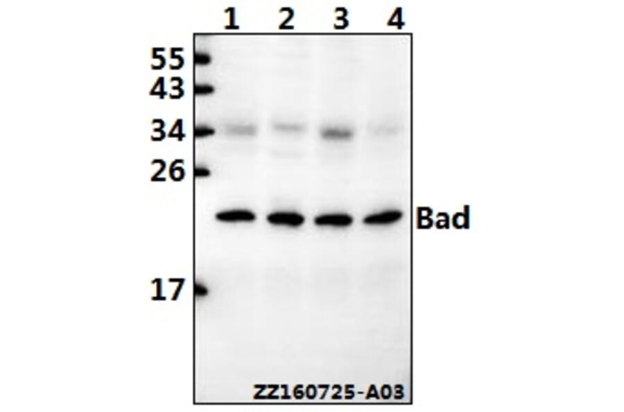 Anti-Bad (F130) Antibody from Bioworld Technology (BS1027) - Antibodies.com