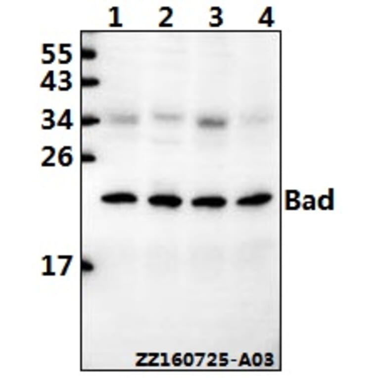Anti-Bad (F130) Antibody from Bioworld Technology (BS1027) - Antibodies.com