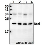 Anti-Bad (F130) Antibody from Bioworld Technology (BS1027) - Antibodies.com