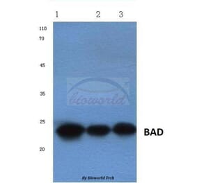 Anti-Bad (R149) Antibody from Bioworld Technology (BS1028) - Antibodies.com