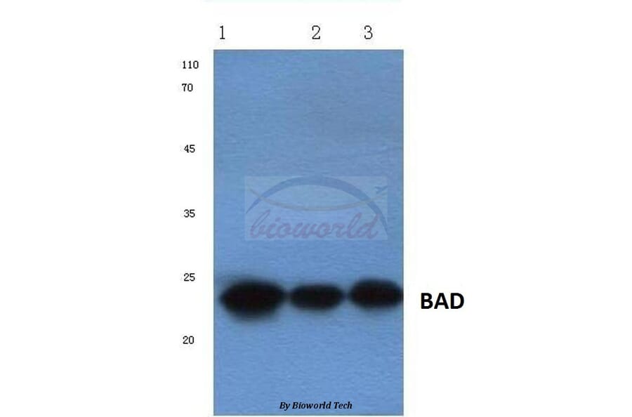 Anti-Bad (R149) Antibody from Bioworld Technology (BS1028) - Antibodies.com