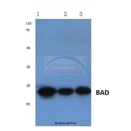 Anti-Bad (R149) Antibody from Bioworld Technology (BS1028) - Antibodies.com