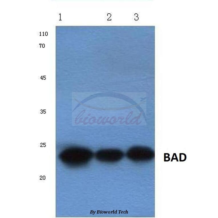 Anti-Bad (R149) Antibody from Bioworld Technology (BS1028) - Antibodies.com