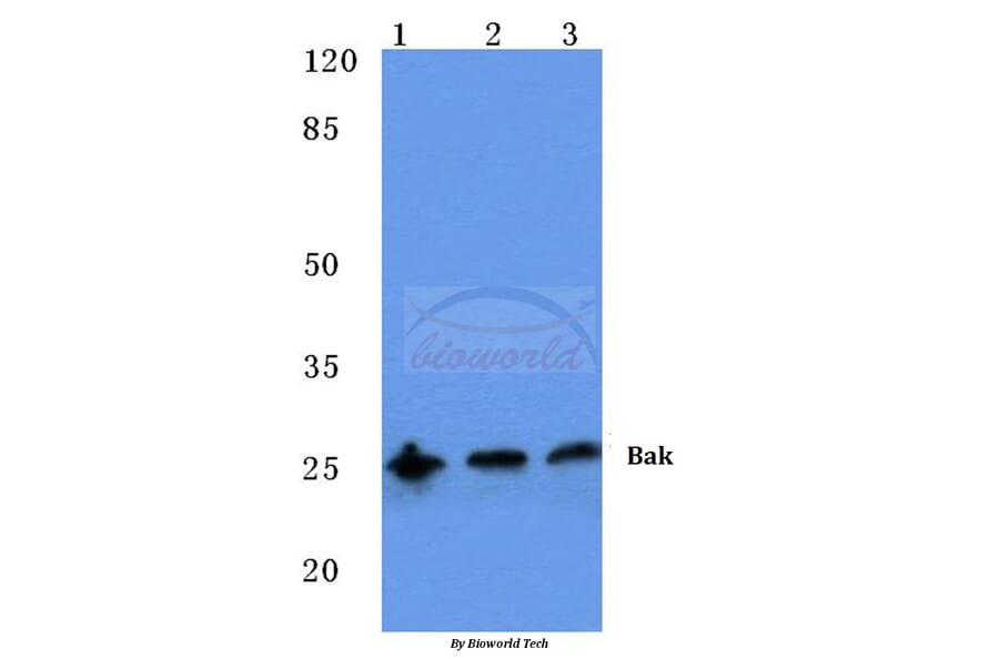 Anti-Bak (A2) Antibody from Bioworld Technology (BS1029) - Antibodies.com
