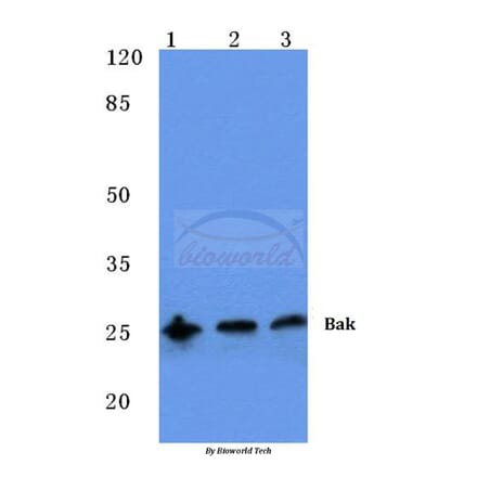 Anti-Bak (A2) Antibody from Bioworld Technology (BS1029) - Antibodies.com