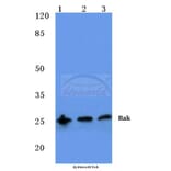 Anti-Bak (A2) Antibody from Bioworld Technology (BS1029) - Antibodies.com