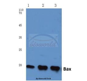 Anti-Bax (S4) Antibody from Bioworld Technology (BS1030) - Antibodies.com