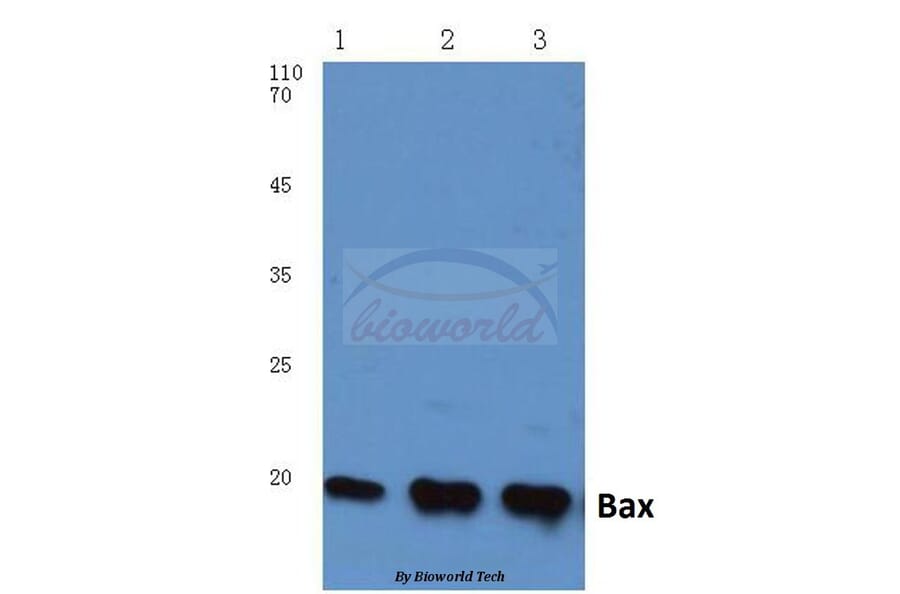 Anti-Bax (S4) Antibody from Bioworld Technology (BS1030) - Antibodies.com