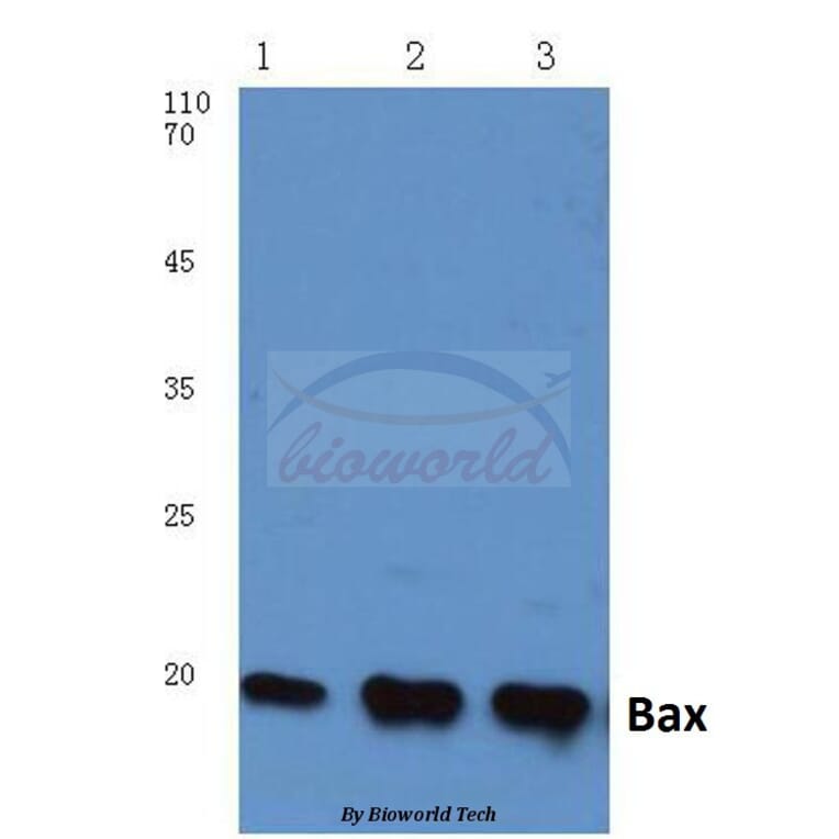 Anti-Bax (S4) Antibody from Bioworld Technology (BS1030) - Antibodies.com