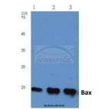 Anti-Bax (S4) Antibody from Bioworld Technology (BS1030) - Antibodies.com