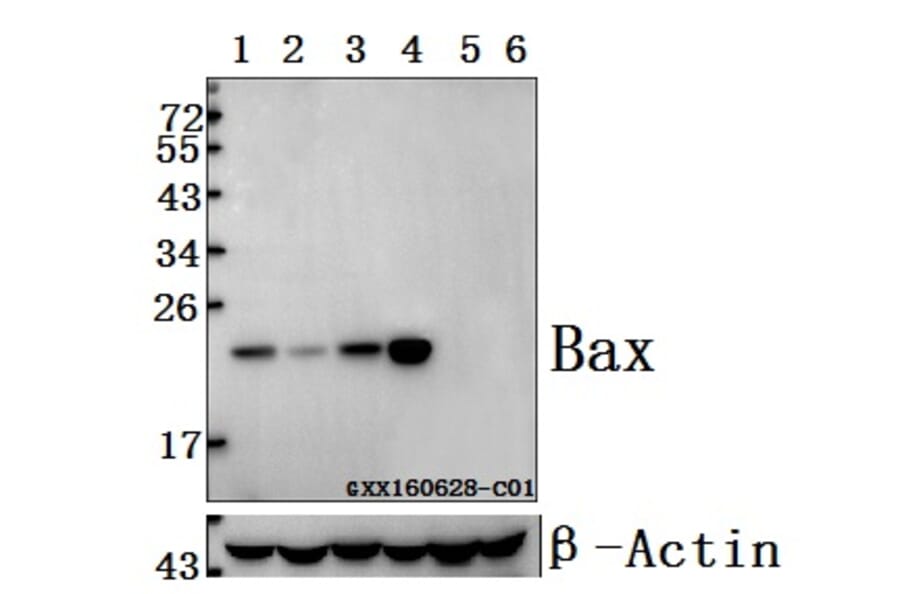 Anti-Bax (S4) Antibody from Bioworld Technology (BS1030) - Antibodies.com