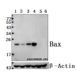 Anti-Bax (S4) Antibody from Bioworld Technology (BS1030) - Antibodies.com