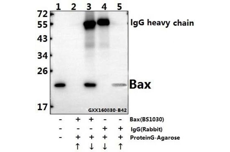 Anti-Bax (S4) Antibody from Bioworld Technology (BS1030) - Antibodies.com