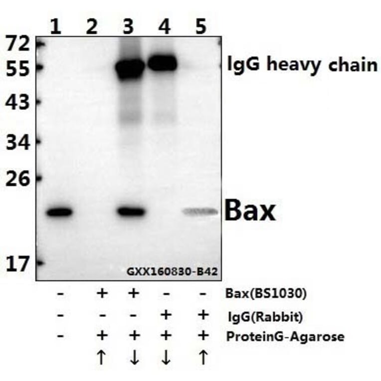 Anti-Bax (S4) Antibody from Bioworld Technology (BS1030) - Antibodies.com