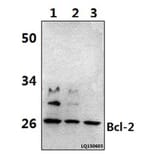 Anti-Bcl-2 (D64) Antibody from Bioworld Technology (BS1031) - Antibodies.com