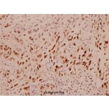 Anti-Bcl-2 (D64) Antibody from Bioworld Technology (BS1031) - Antibodies.com