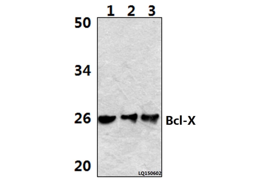 Anti-Bcl-X (S56) Antibody from Bioworld Technology (BS1032) - Antibodies.com