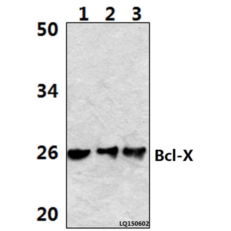 Anti-Bcl-X (S56) Antibody from Bioworld Technology (BS1032) - Antibodies.com