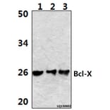 Anti-Bcl-X (S56) Antibody from Bioworld Technology (BS1032) - Antibodies.com