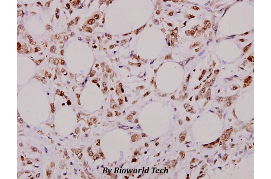 Anti-Bcl-X (S56) Antibody from Bioworld Technology (BS1032) - Antibodies.com